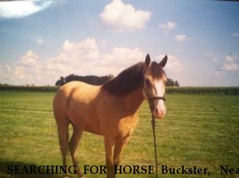 SEARCHING FOR HORSE Buckster,  Near Canyon , TX, 79015